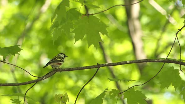 The chestnut-sided warbler  is a New World warbler. Setophaga pensylvanica breed in eastern North Am