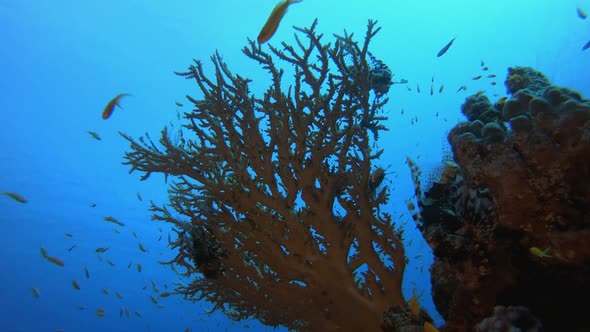 Tropical Underwater Reef Sea Fishes