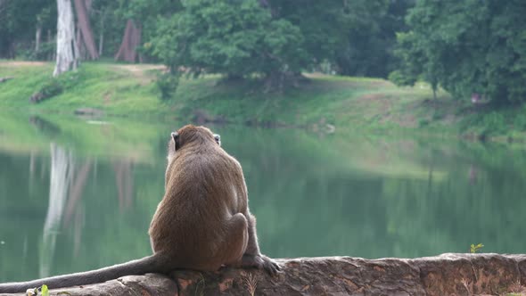Close Shot of a Monkey Contemplating the Meaning of Life by the River