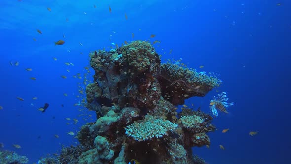 Underwater Colourful Tropical Fishes