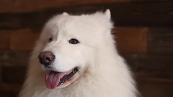Close-up of the Face of a White Dog of the Breed Samoyed