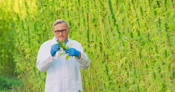 Portrait of Scientist Checking and Analizing Hemp Plants Concept of Herbal Alternative Medicinecbd