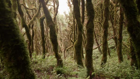 Mangrove forrest in Gomera - Canary Islands