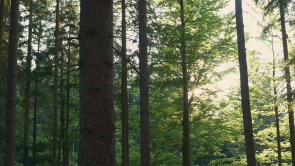 Beautiful Warm Sunbeams or Rays Illuminating Tree Trunks in the Forest