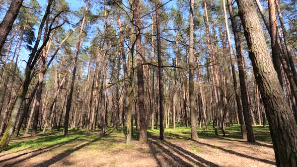 Forest with Pine Trees During the Day POV