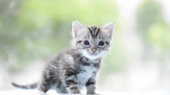 Cute Tabby Kitten Playing On The Bed