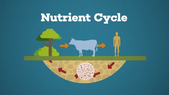 Ecosystem Nutrient Cycle With Type