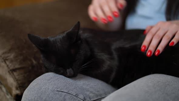 Woman Stroking a Cat Lying on the Couch