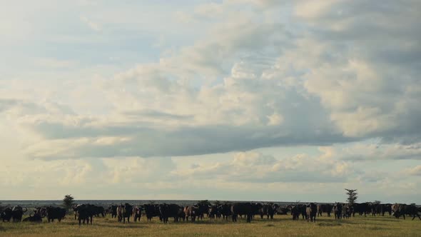 A Herd Of African Buffalo Feeding On The Vast Grassland In El Karama Lodge Under The Sunny Weather. 