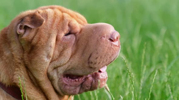 Close Up of the Head of a Brown Adult Chinese Purebred Dog Sharpei Sitting in Tall Green Grass