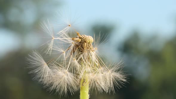 Macro shot of a Dandelion rotating