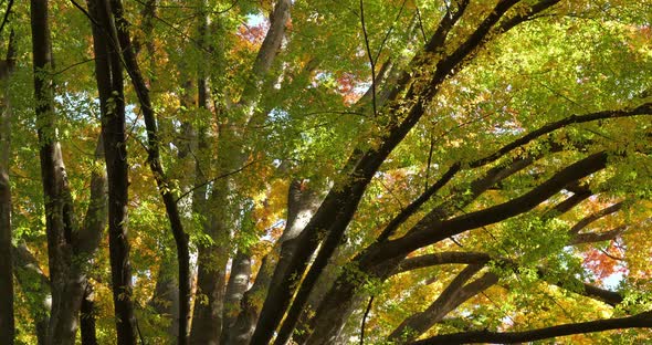 Japanese zelkova known as Japanese elm or keyaki