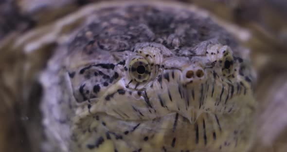 The Common Snapping Turtle Is a Large Freshwater Turtle of the Family Chelydridae