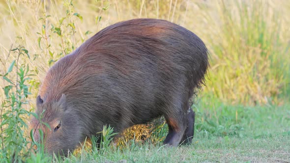 The biggest rodent species, wild preggy mother capybara, hydrochoerus hydrochaeris spotted foraging