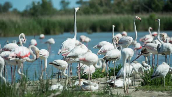 flamingo bird nature wildlife reserve carmargue lagoon