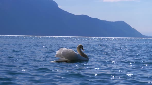 Huge White Swan Swims in a Clear Mountain Lake on Backdrop of the Swiss Alps