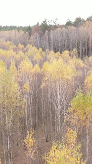 Vertical Video of a Forest with Trees During the Day