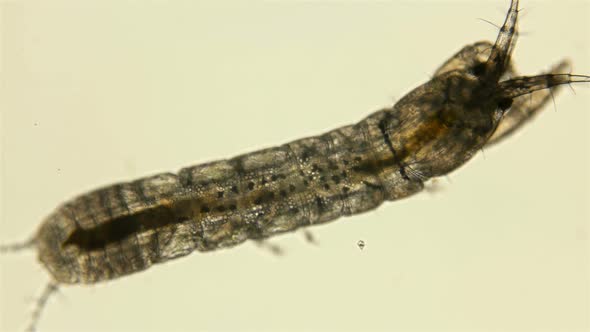 Black Sea Plankton and Zooplankton Under a Microscope, a Small Crustacean of the Genus Leptochelia