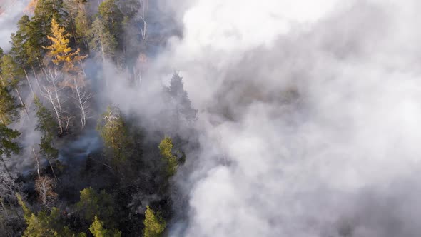 Huge Puffs of Forest Fire Smoke