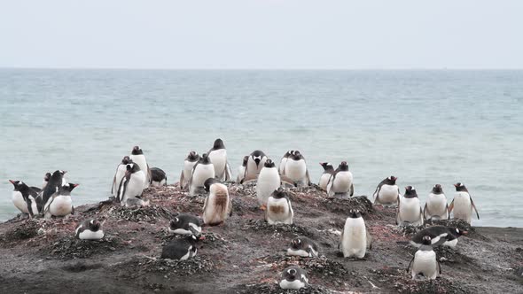 Gentoo Penguin with Chicks on the Nest