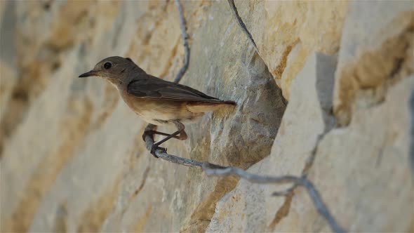 Black redstart - Phoenicurus ochruros