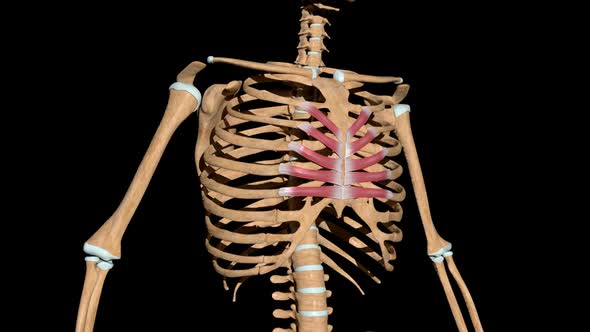 Transversus Thoracis Muscles On Skeleton