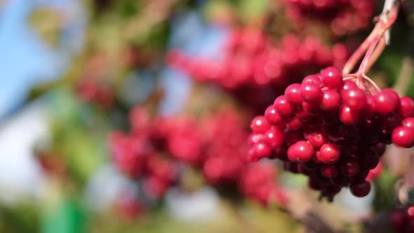 Beautiful Red Viburnum Strawberry