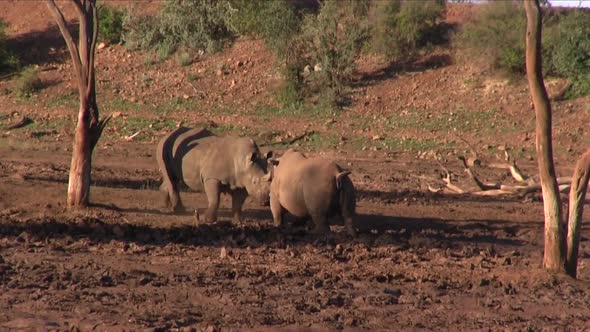 Two mature White Rhinos face off for dominance, South African evening