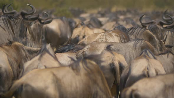 Close up of a wildebeest herd in Masai Mara