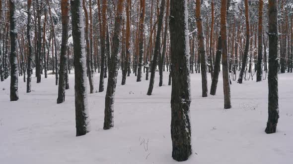 Flying Through the Winter Pine Forest. Snowy Path in a Wild Winter Forest Between Pines