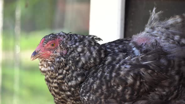 Variegated Chickens Hens in Coop Henhouse on the Henroost Roost