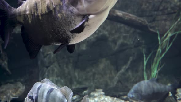 Large fish swimming in a tropical fresh water pond or lake