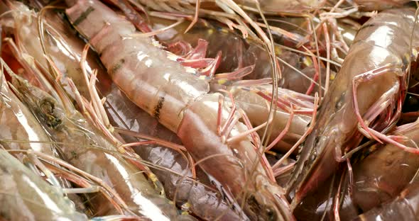 Fresh uncooked shrimp