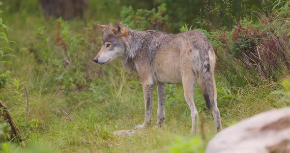 Closeup of a Large Male Grey Wolf Standing and Looking Into the Forest