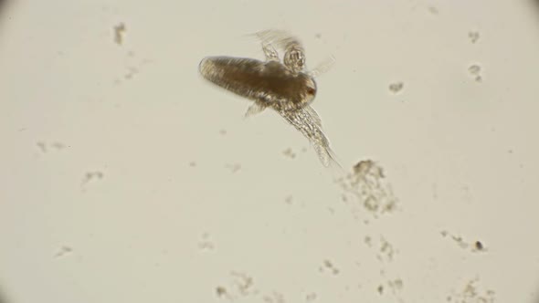 Movement Larvae, Nauplii Artemia Salina