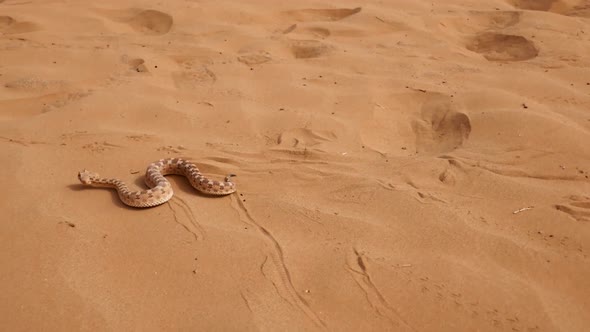 Saharan horned viper slithers on desert sand. Tracking shot