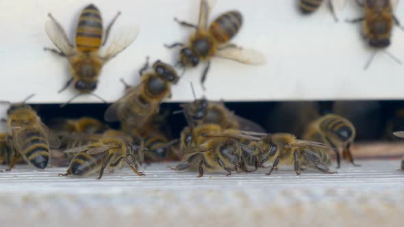 Macro view showing swarm of honey bees entering bee house or apiary