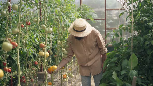 Positive Bearded Man Plucking Yellow Tomato From Stem in Greenhouse Smelling Vegetable Smiling