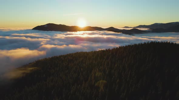 Aerial view of vibrant sunrise over mountain hills covered with evergreen spruce forest in autumn.