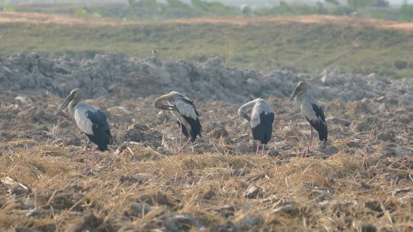 Close up from four Asian openbill storks 