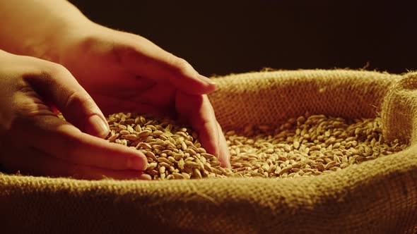 Dry Golden Wheat Closeup