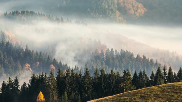 Forest Fire Smoke