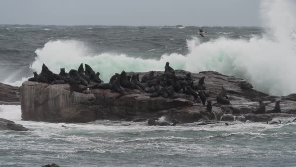 Slow Motion Shot of a Colony of Cape Fur Seals Chilling on a Rock While Waves Crash Over Them in Cap