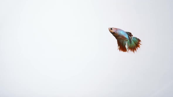 Betta Fighting Aggression Aquarium Fish On White Background