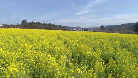 Aerial View of Yellow Farmers Fields in Spring