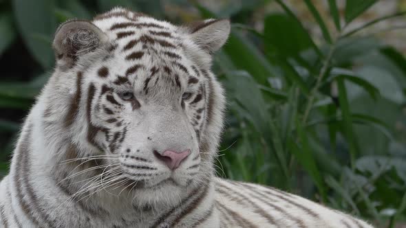 White Tiger Portrait