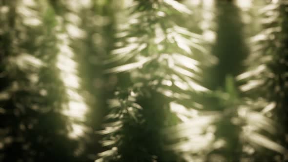 Thickets of Marijuana Plant on the Field