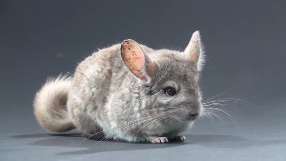 Gray Chinchilla at Black Background. Close Up