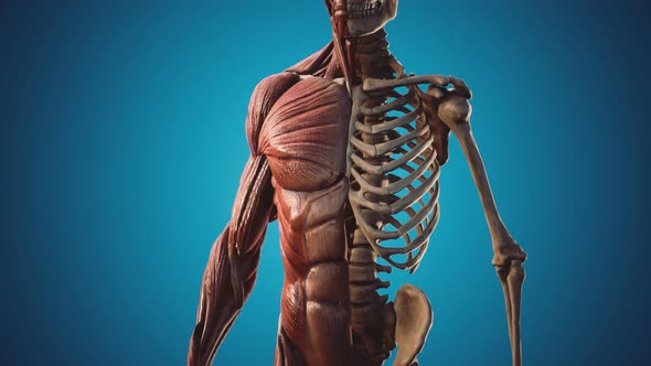 Muscular and Skeletal System of Human Body alt