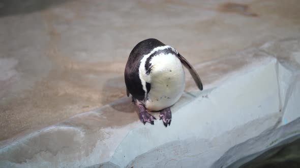 Penguin Cleans Itself on Coast Near Water